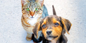 Ospitalità gratuita cani e gatti delle persone ricoverate residenti a Limbiate